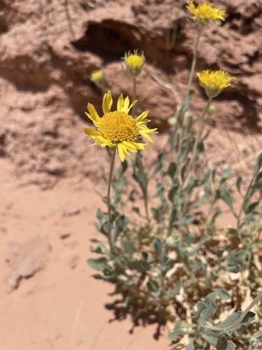 Image of Gaillardia spathulata by (c) Matt Berger, some rights reserved (CC BY)