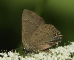 Satyrium caryaevorus