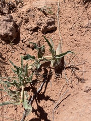 Asclepias macrosperma