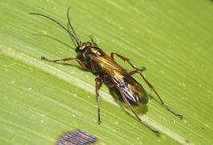 Sphictostethus fugax