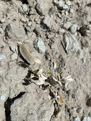 Astragalus cymboides