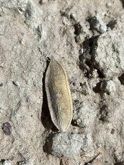 Astragalus cymboides