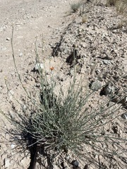 Sphaeralcea leptophylla