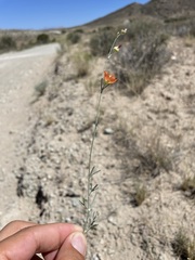 Sphaeralcea leptophylla