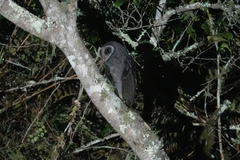 Tyto tenebricosa
