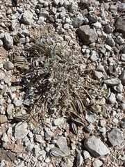 Astragalus cymboides