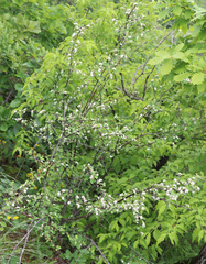 Cotoneaster racemiflorus