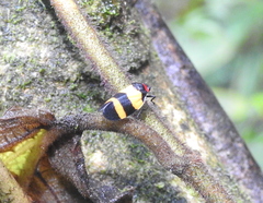 Ischnorhininae
