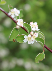 Cotoneaster racemiflorus