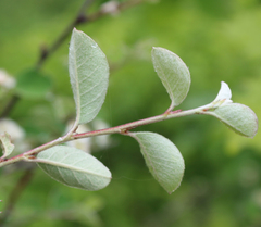 Cotoneaster racemiflorus