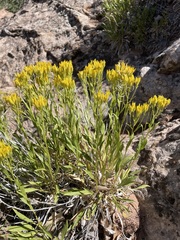 Petradoria pumila