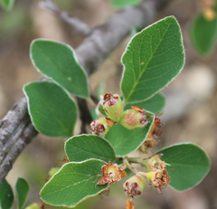 Cotoneaster racemiflorus