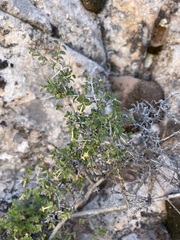 Symphoricarpos longiflorus