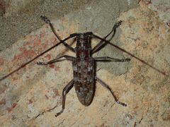 Monochamus titillator