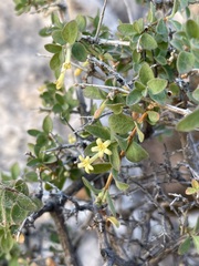 Symphoricarpos longiflorus