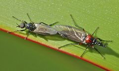 Dilophus nigrostigma