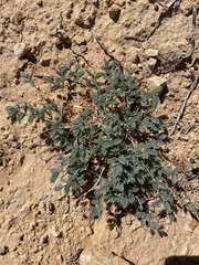 Hoffmannseggia repens