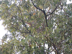 Hylophilus poicilotis