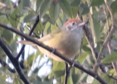 Hylophilus poicilotis