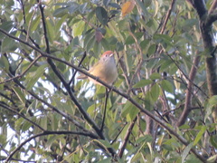 Hylophilus poicilotis