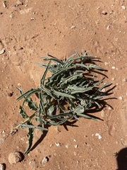 Asclepias macrosperma