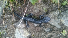 Salamandra atra