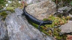 Salamandra atra