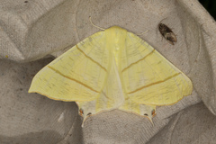 Ourapteryx sambucaria