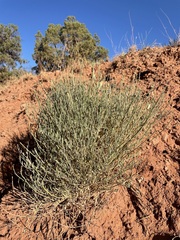 Astragalus coltonii moabensis