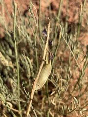 Astragalus coltonii moabensis