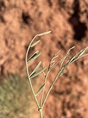 Astragalus coltonii moabensis