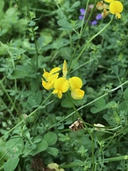 Lotus corniculatus
