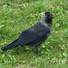 Corvus monedula