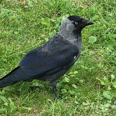 Corvus monedula