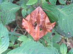 Clanis undulosa