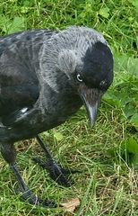 Corvus monedula