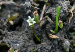 Limosella aquatica