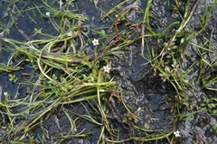 Limosella aquatica