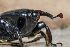 Rhynchophorus