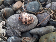 Mexacanthina