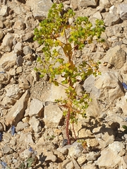 Euphorbia seguieriana