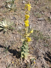 Verbascum armenum