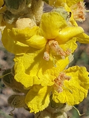 Verbascum armenum