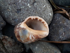 Mexacanthina
