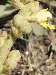 Verbascum armenum