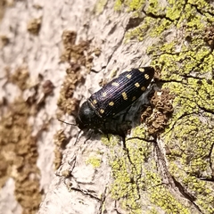 Acmaeodera degener