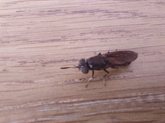 Hermetia illucens