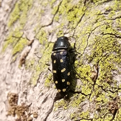 Acmaeodera degener