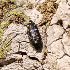 Acmaeodera degener