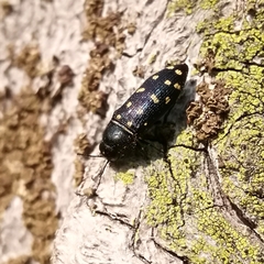 Acmaeodera degener